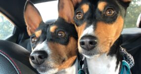 Basenji Baroo